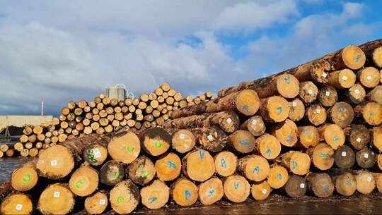 Pine Logs